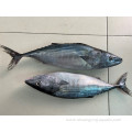 Frozen Striped Bonito Wr 300-500g Sarda Orientalis Tuna